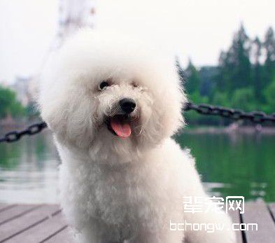 训练狗狗应有的手段
