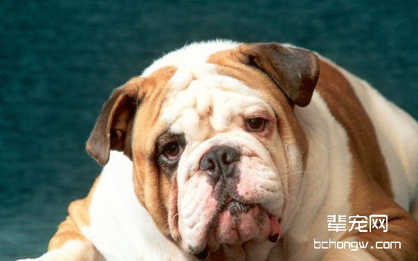 测试爱犬与你的亲密度