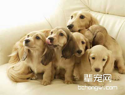 怎样把狗训警惕?