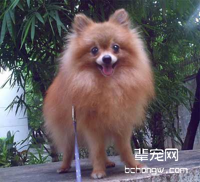 狗的诱导训练介绍