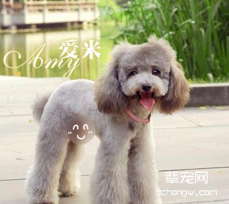 狗狗乖巧的训练方法