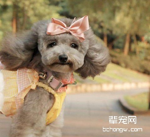 训练爱狗的方法