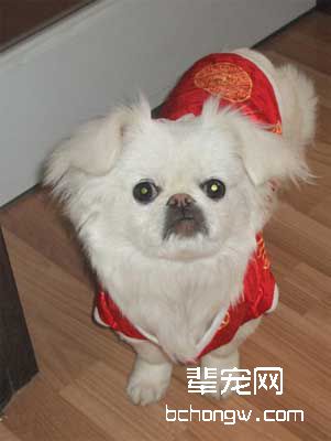 怎样训狗不过分淘气?