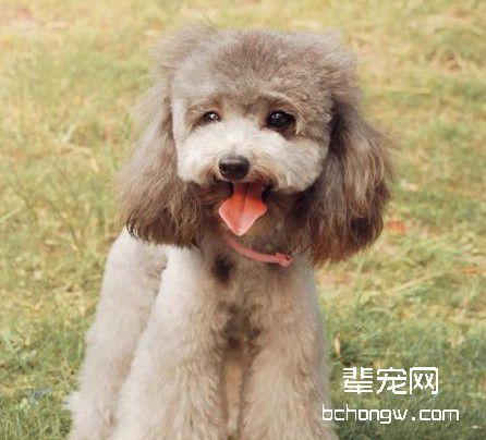 训练犬要有一定的思想准备