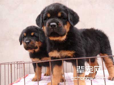训狗需要的五类器材