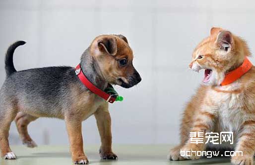 训狗站立的好处和方法