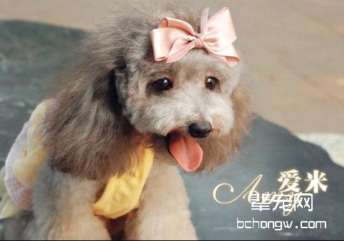 驯服狗狗必须要了解的