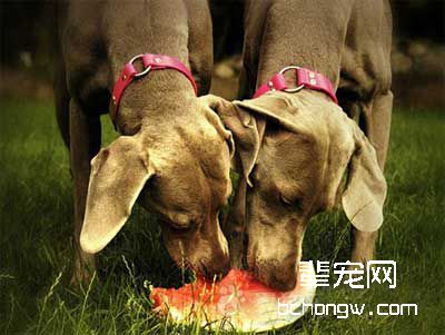 训狗过障碍的具体内容