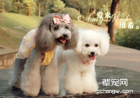 刚买的狗如何训练呢