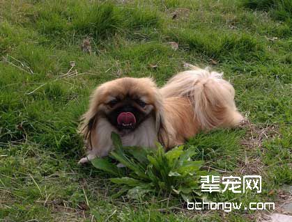 传统训狗方法对狗有害吗?