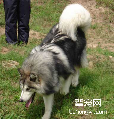 训狗入厕方法详解