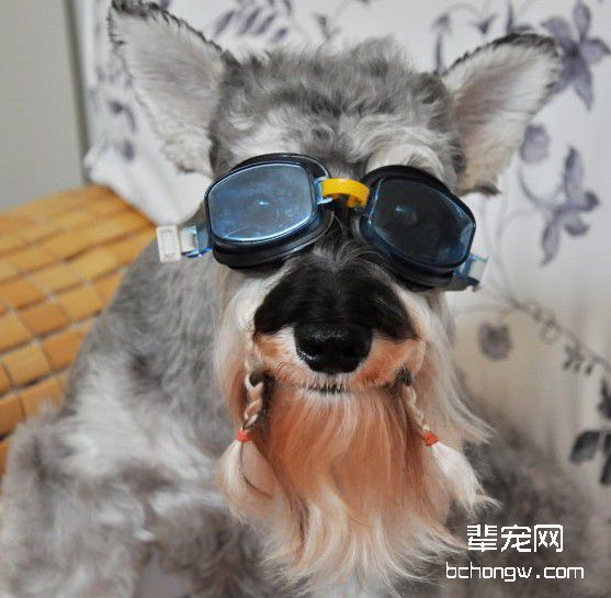 养狗的主人应具备的条件