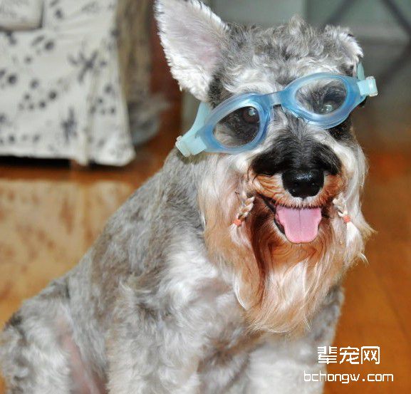 让犬乖乖吃药的妙招