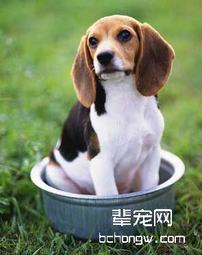 怎样训练狗文静迎亲友?