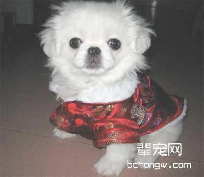 怎样训狗为你取猎物?