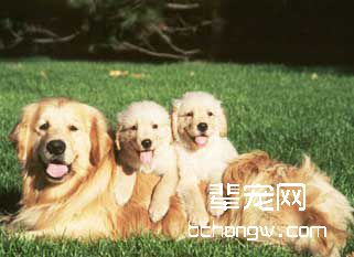 训狗不吃陌生美味的方法