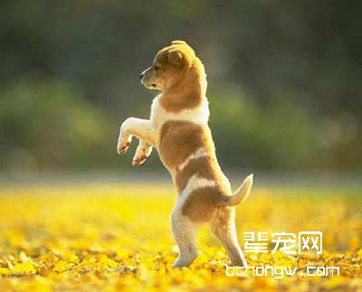 让狗听懂命令的训练