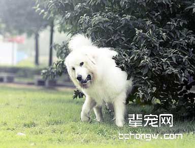 怎样训狗接受新伙伴?