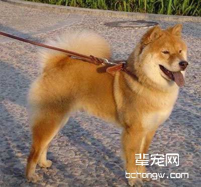 训练狗狗的初级器材