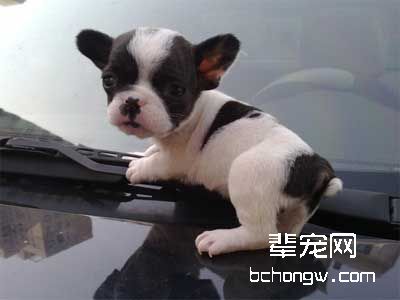 怎样把狗训得行为优雅?