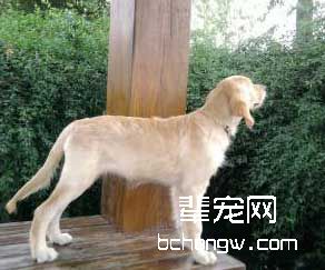 训狗时不可乱用奖励
