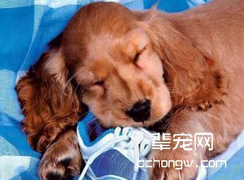 养狗要宠训结合
