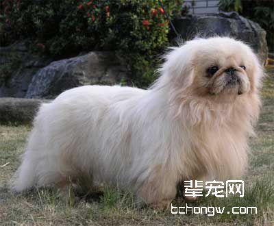 训狗人最需要的是什么?