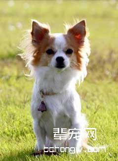 何为狗的押解训练?