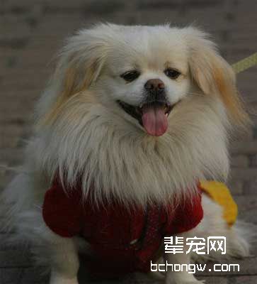 训狗不吃粪便很难吗?