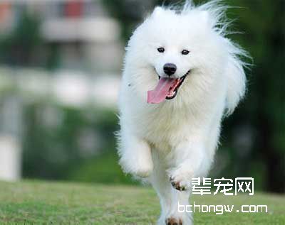 怎样训狗卧在你身边?