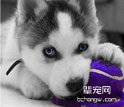 哈士奇狗小时的训练