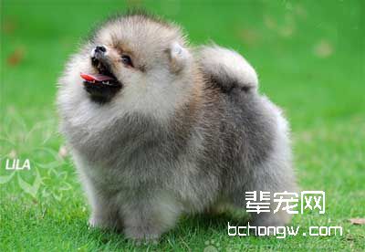 怎样训狗对你表示谢意?
