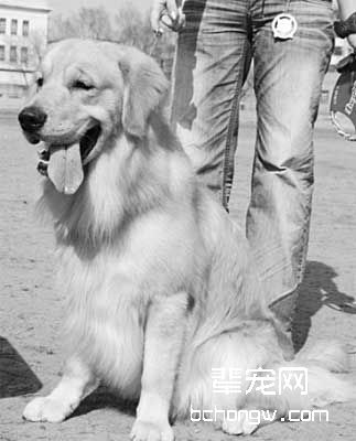 怎样训狗更听话?