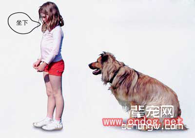 狗把某一个物品当作奖品的训练