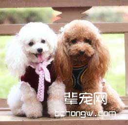训狗的两种手段分析