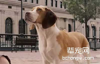 训狗不乱咬其它动物方法