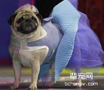 巧借狗的依恋性来训练