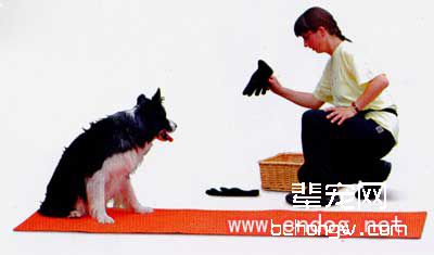 训狗模仿人的动作