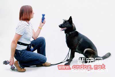 怎样训狗找出相同的物品?