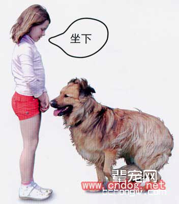 训练中要及时纠正狗的错误