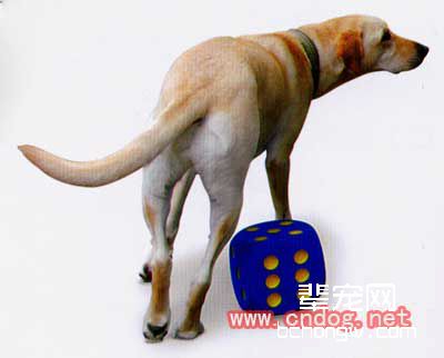 狗狗的三步骤命令训练