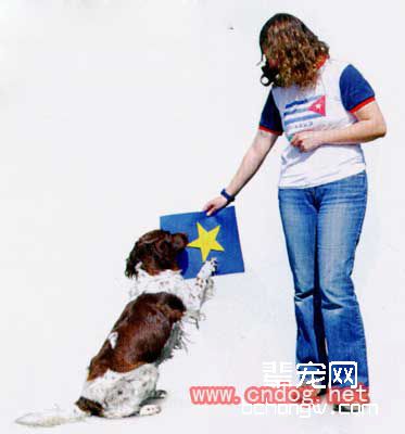 怎样训狗区分形状?