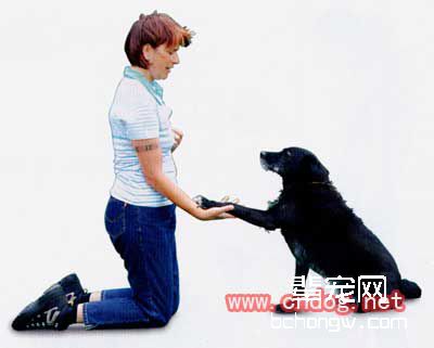 让狗向左向右的训练