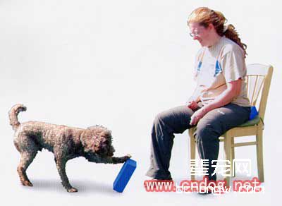 怎样训狗有中间的概念?