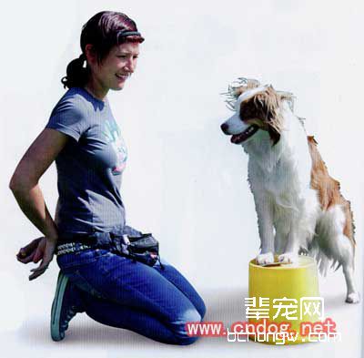 狗的特定目标物体训练