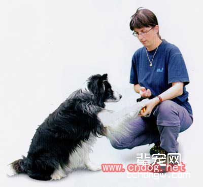 如何训狗同时做两个动作?