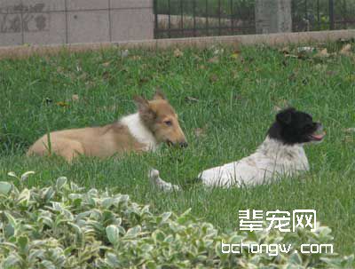 短时间训狗方法