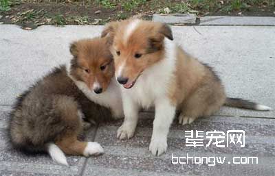 交通灯训狗原理