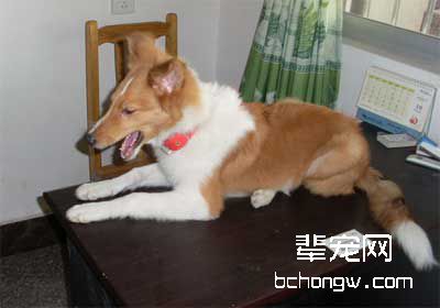 训狗要制定一个计划
