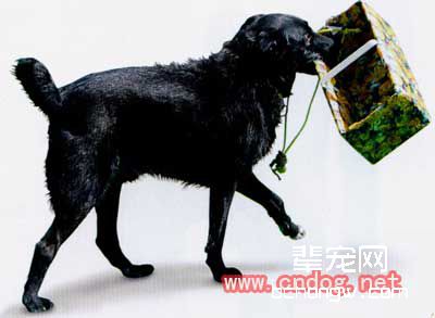狗狗动作的综合训练